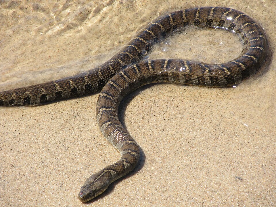 File:NorthernWaterSnake23.jpg