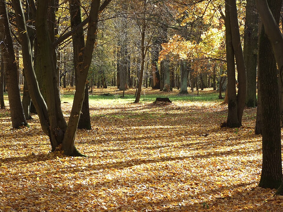 File:Oak forest park.JPG