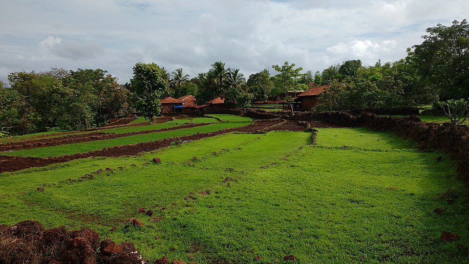 File:Rice Plantation.jpg
