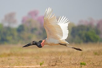 Jabiru in flight in the Pantanal, Brazil
