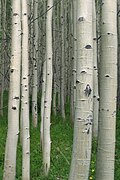 Whitish color bark of the quaking aspen trees with horizontal dark scars