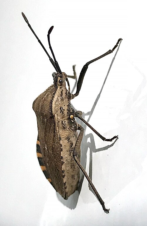 File:Cimolus vitticeps.jpg