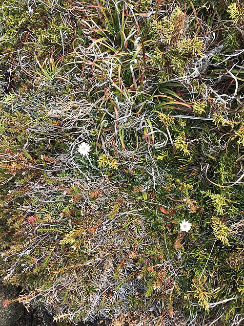 File:Dracophyllum milliganii in habitat.jpg
