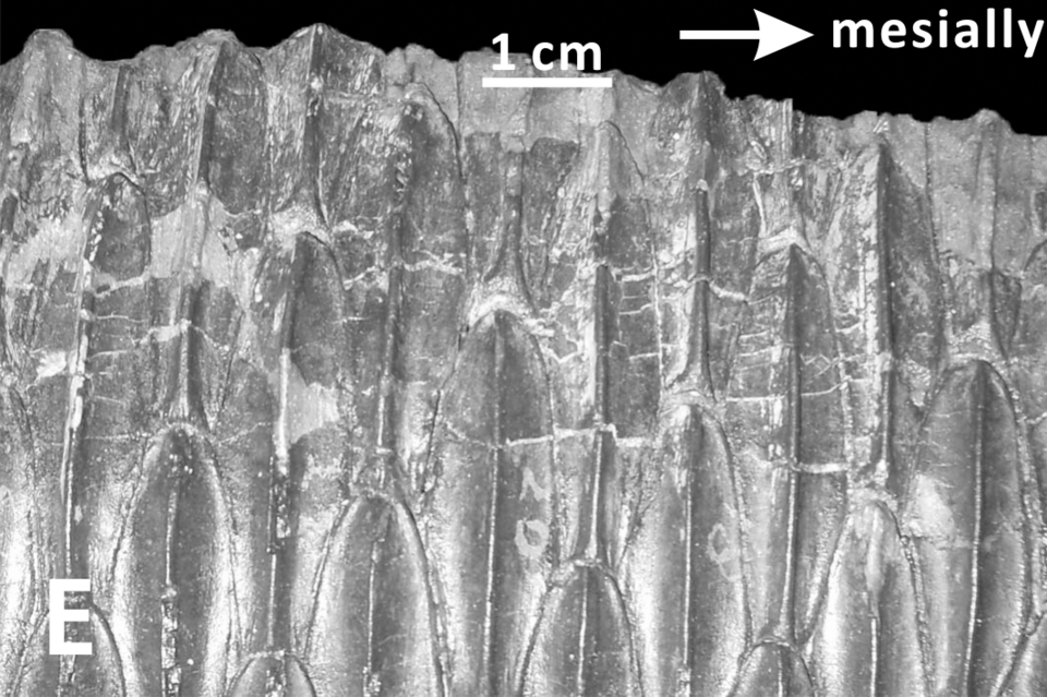 File:Edmontosaurus regalis tooth crowns.png