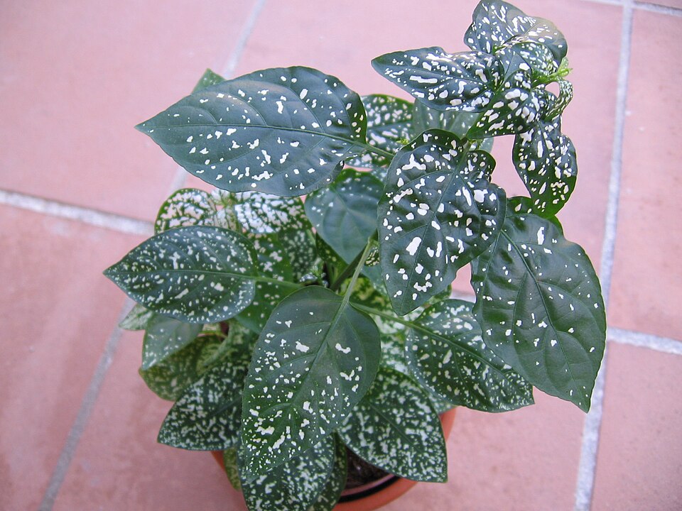 File:Hypoestes phyllostachya 03.jpg