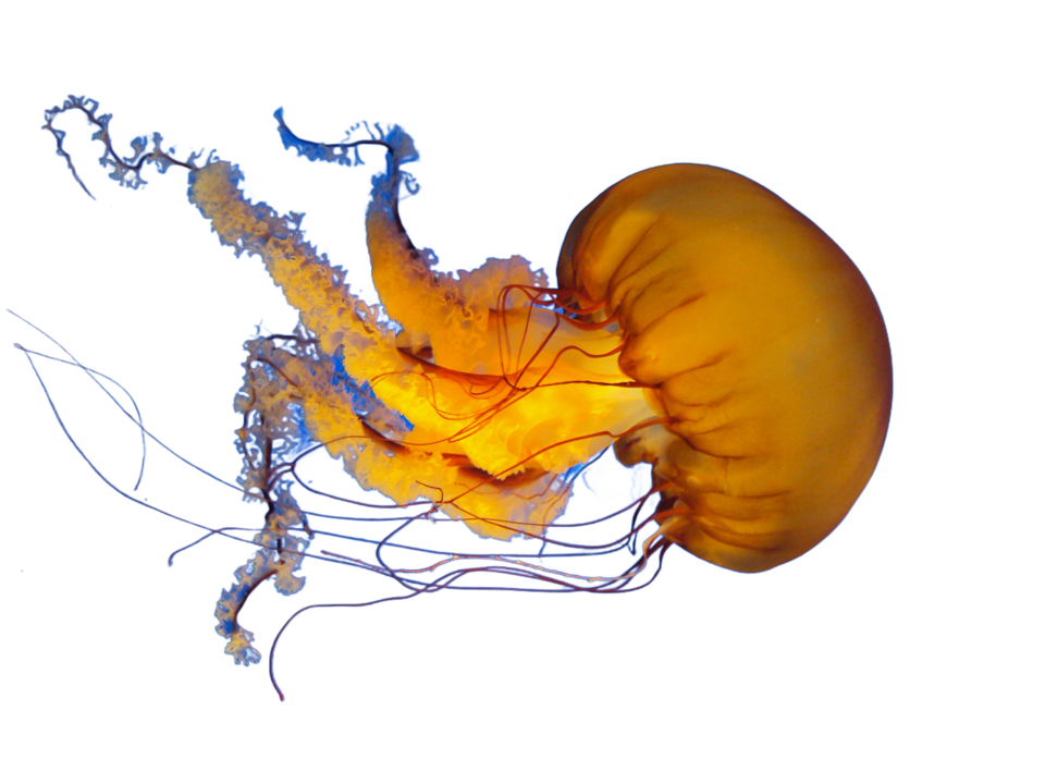 File:Jellyfish, Shaw Ocean Discovery Centre (7201323966).png