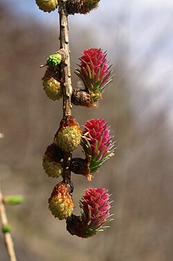 Young seed cones (red) and pollen cones (yellow)