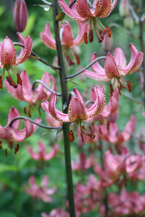 File:Lilium 'Manitoba Fox' 007.JPG