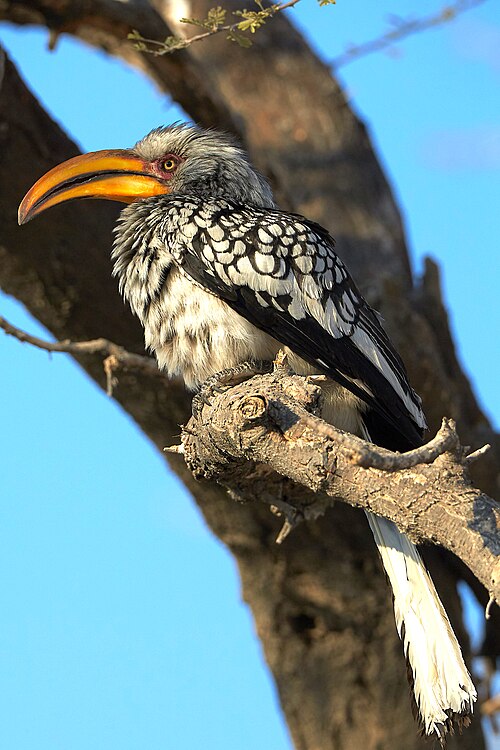 File:Southern Yellow-Billed Hornbill Left 2019-07-25.jpg
