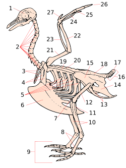 Stylised dove skeleton. Birds have between 8 and 25 cervical vertebrae
