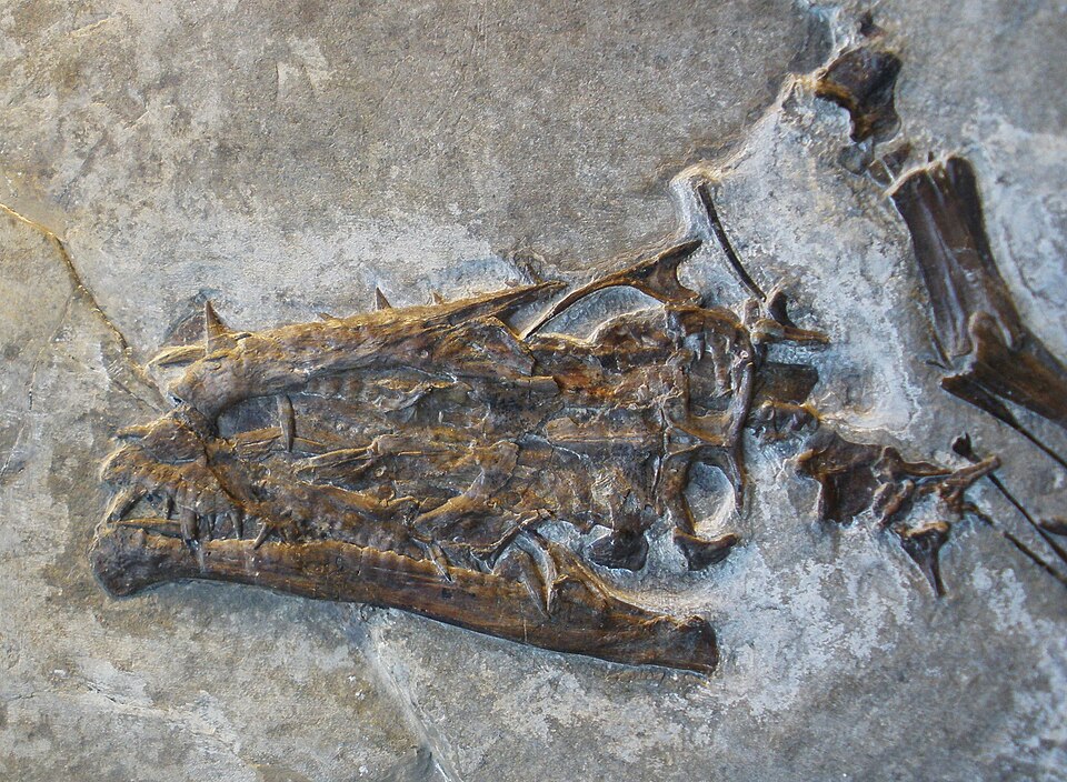 File:Tanystropheus longobardicus head.JPG