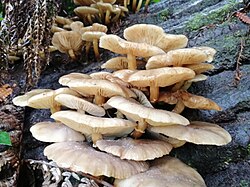 Hawai mushrooms.