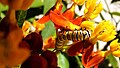 Thumbnail for version as of 22:33, 7 May 2021