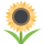 🌻