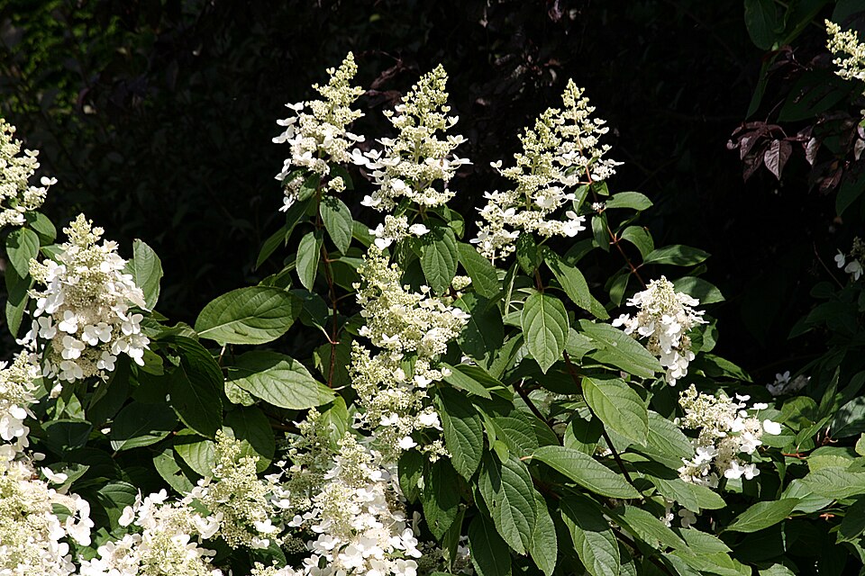 File:Hydrangea paniculata IMG 6629.JPG