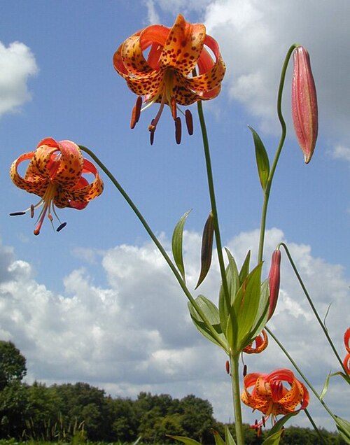 File:Lilium michiganense.jpg