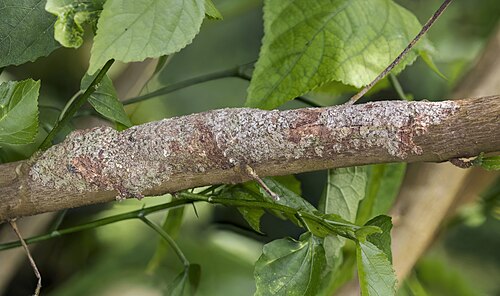 Mossy leaf-tailed geckoUroplatus sikoraeMadagascar