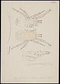 Immature form Nymph II of Dermanyssus gallinae by A.C. Oudemans