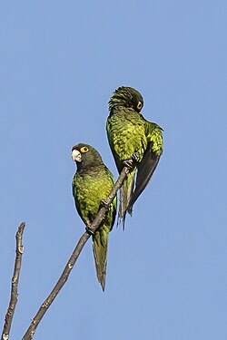 Orange-fronted parakeets Eupsittula canicularis Guatemala