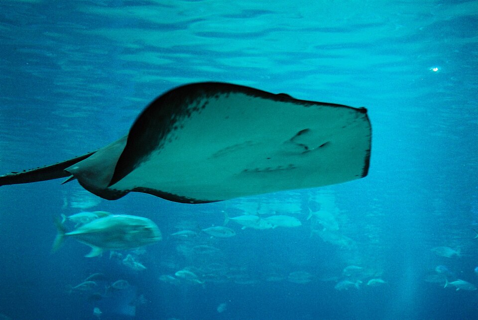 File:Pitted stingray osaka3.jpg