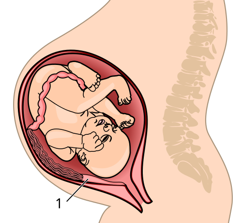 File:Placenta system.svg