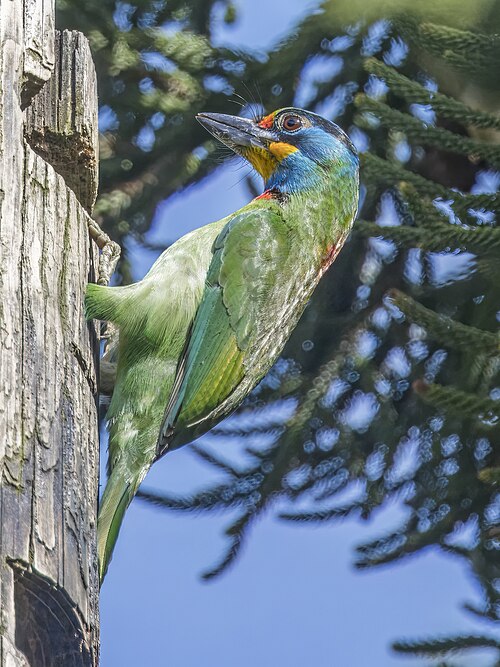 File:Taiwan barbet (Psilopogon nuchalis) Qianshan 2.jpg