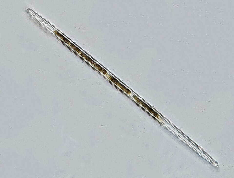 File:Ulnaria danica 440657911.jpg