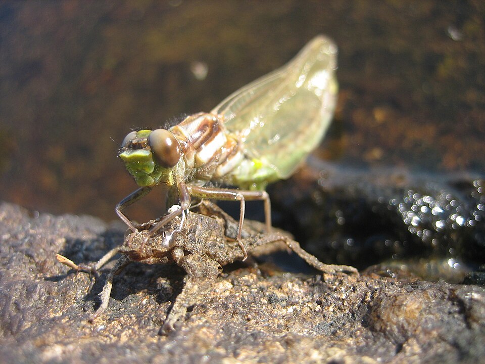 File:Dragonfly emerging.JPG
