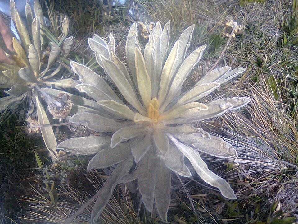 File:Flor del agua.jpg