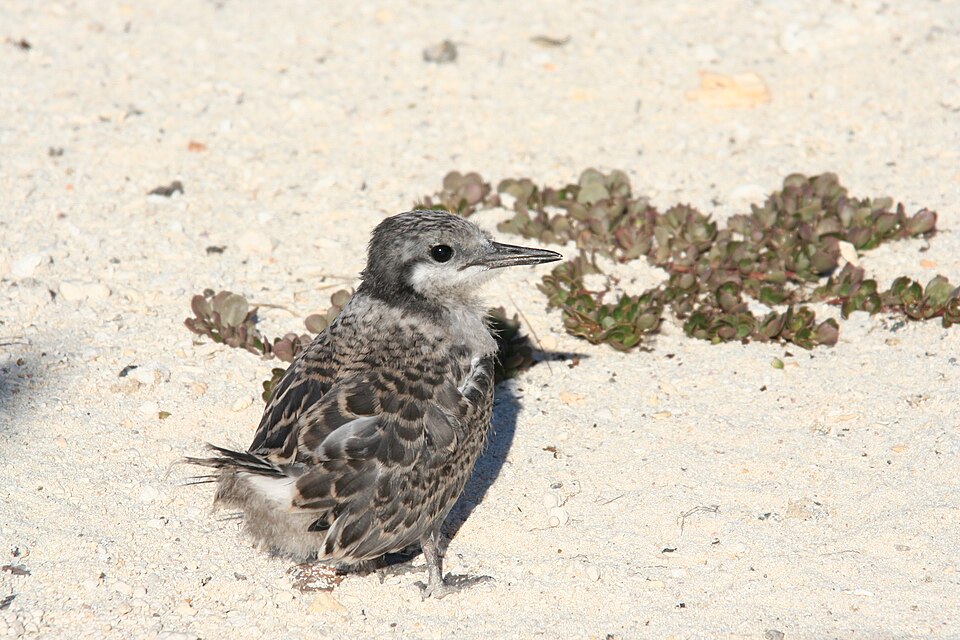 File:GRTE chick.JPG