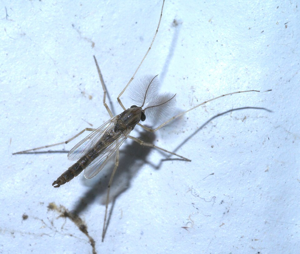 File:Glyptotendipes meridionalis - inat 686114981.jpg