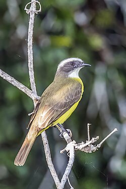 Great kiskadee Pitangus sulphuratus guatimalensis Guatemala