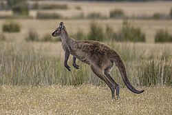 20 mammal speciesfrom Oceania