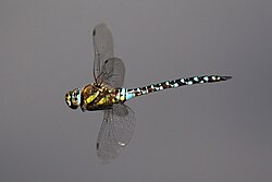 52 dragonfly speciesfrom the Western Palearctic