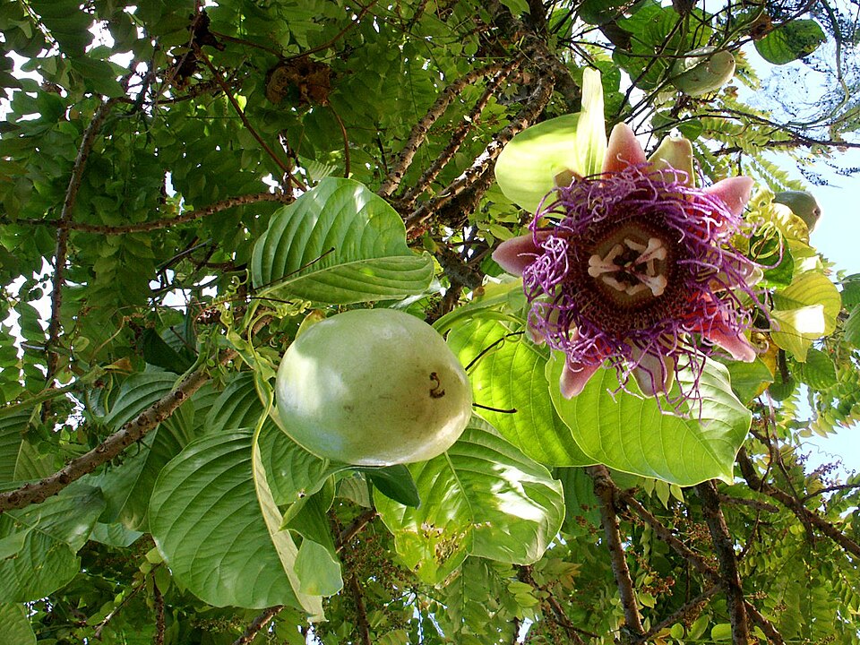 File:Passiflora quadrangularis (Barbadine 1).jpg