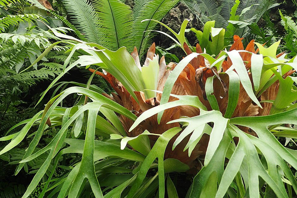 File:Platycerium bifurcatum kz01.jpg