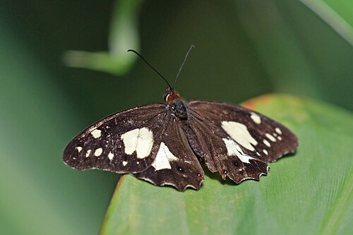 Starred oxeo Oxeoschistus tauropolis Panama