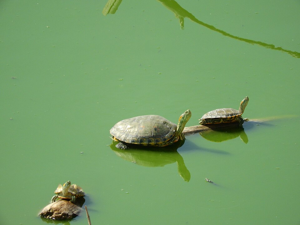File:Trachemys hartwegi 198146855.jpg