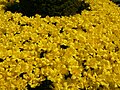 Tulipa var monte carlo