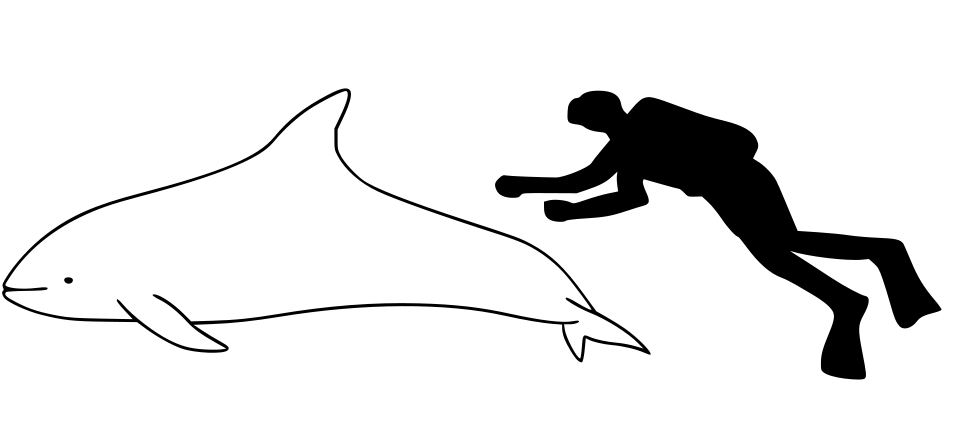 File:White-beaked dolphin size.svg