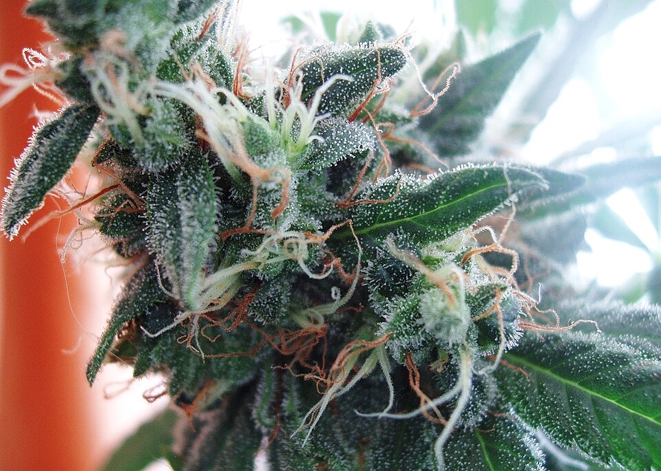 File:White widow.jpg