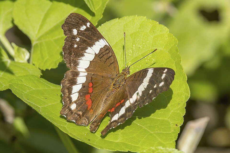 File:Banded peacock (Anartia fatima) Honduras.jpg