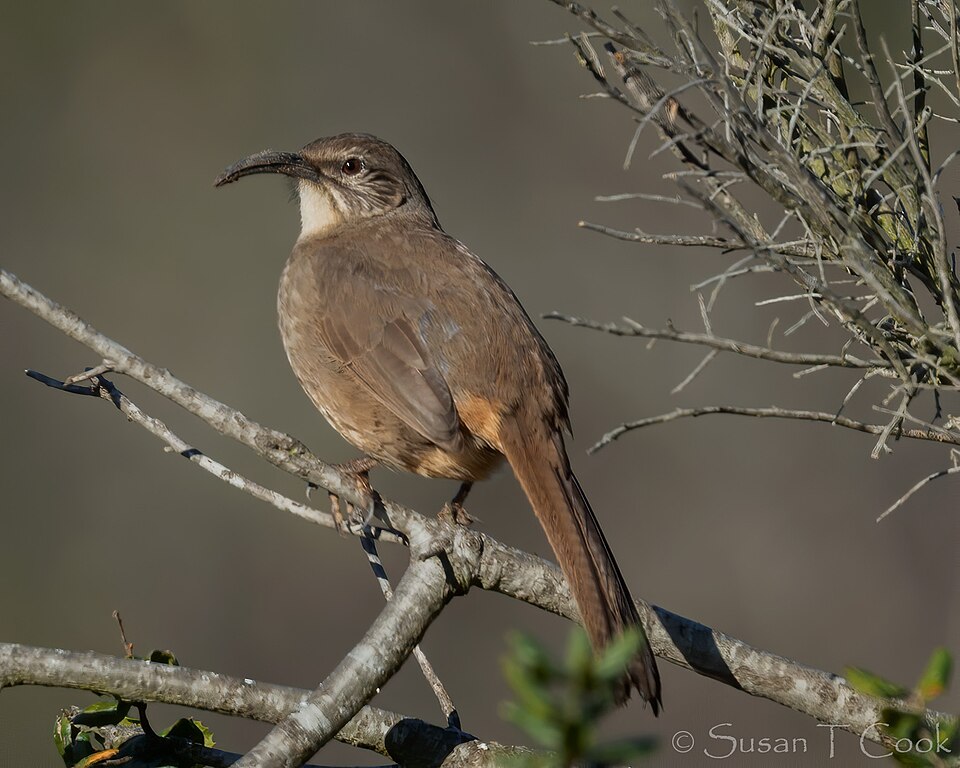 File:California Thrasher (50826542418).jpg