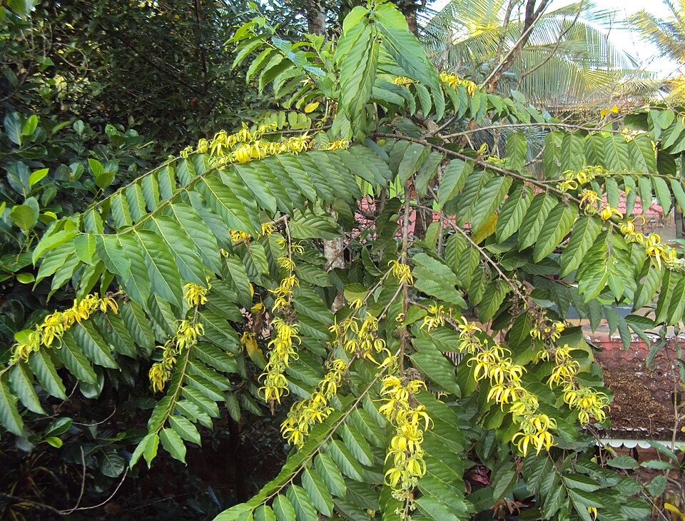 File:Cananga odorata 01.JPG