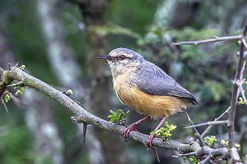 Cape crombec Sylvietta rufescens resurga South Africa