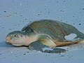 Kemp's ridley sea turtle, a critically endangered reptile