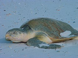 Lepidochelys kempii on beach.