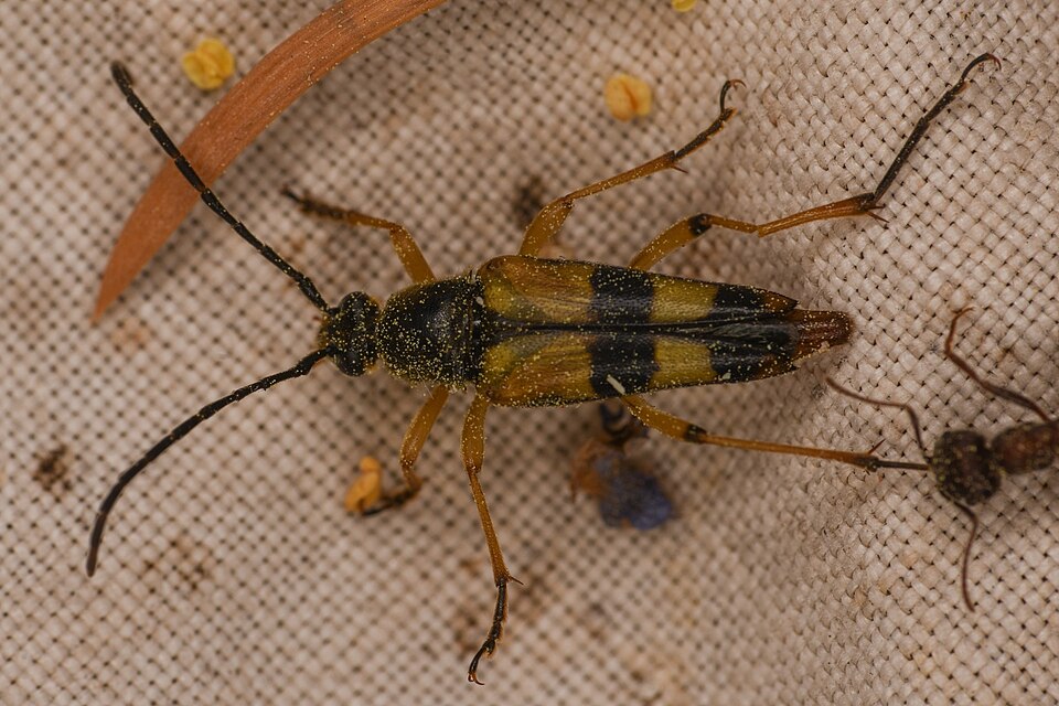 File:Leptura hovorei.jpg