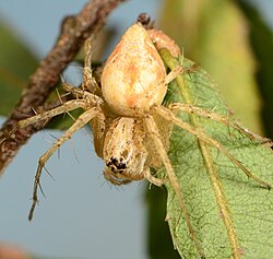 female