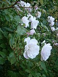 Rosa 'Heavenly Pink'
